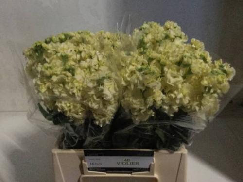 Matthiola incana 'Impala Yellow'