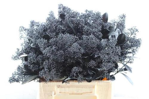 Skimmia per bos overig kleurbehandeld H%