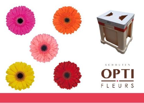 Gerbera grootbloemig gemengd op rij