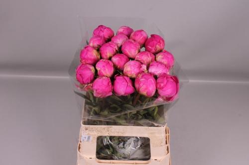 Paeonia Lactiflora Grp 'Glory Hallelujah'