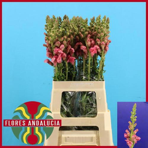 Antirrhinum majus 'Potomac Early Pink'