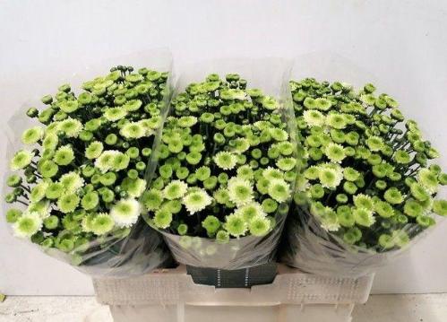 Chrysanthemum Indicum Grp tros santini 'Ferry'