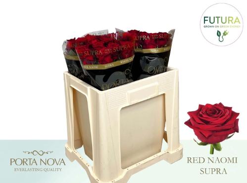 Rosa grootbloemig Red Naomi!