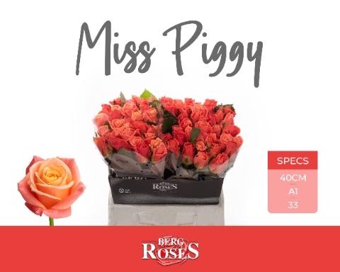 Rosa grootbloemig Miss Piggy+