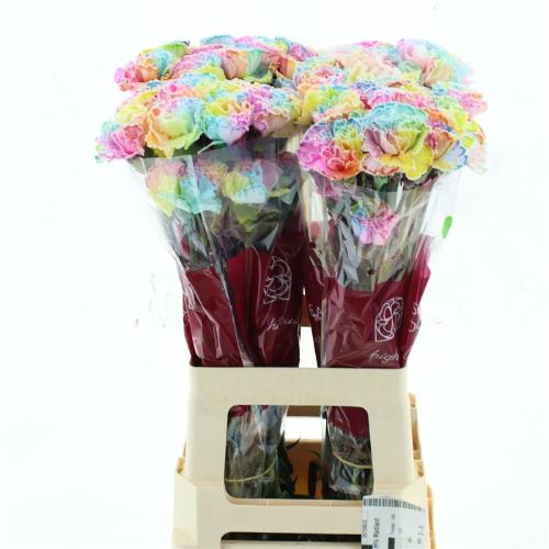 Dianthus standaard kleurbehandeld H%