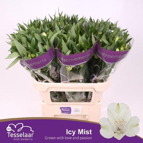 Alstroemeria Icy Mist