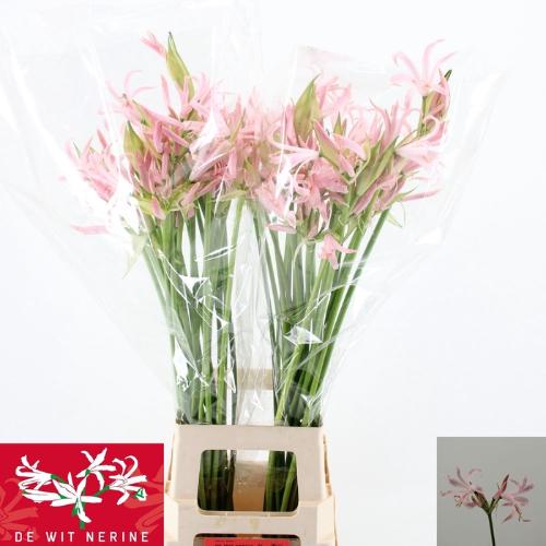 Nerine Bowdenii Grp 'Sofie'