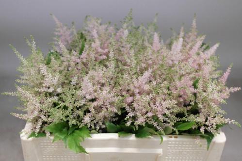 Astilbe Japonica Grp 'Europa'