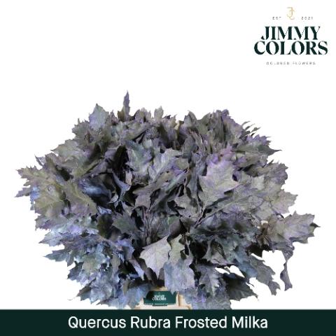 Quercus rubra kleurbehandeld H%