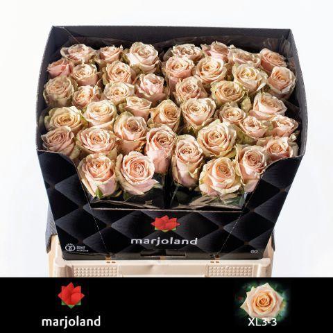 Rosa grootbloemig Bellini!