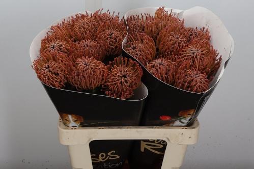 Leucospermum overig