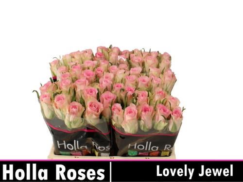Rosa grootbloemig De Ruiter's Lovely Jewel