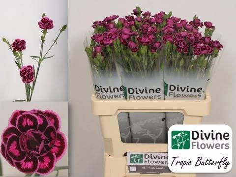 Dianthus 'Tropic Butterfly'