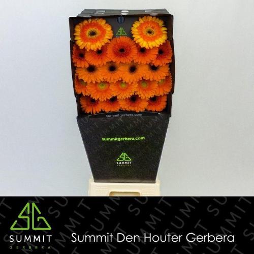 Gerbera mini gemengd op rij