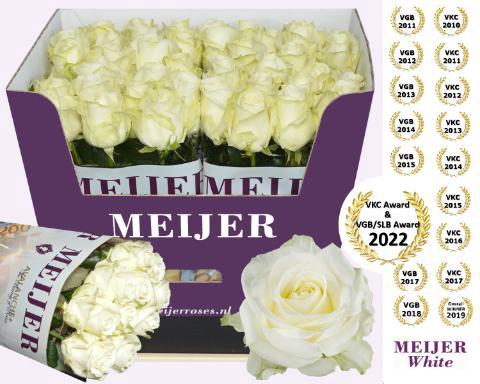 Rosa grootbloemig Avalanche+