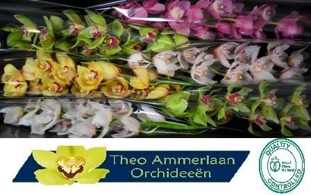 Cymbidium grootbloemig per tak gemengd