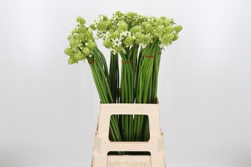 Ornithogalum saundersiae