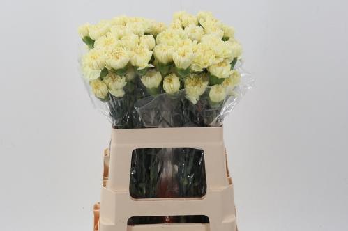 Dianthus standaard overig