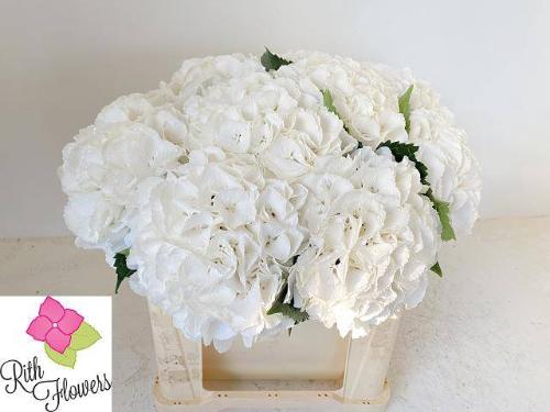 Hydrangea macrophylla 'Schneeball'