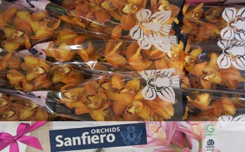 Cymbidium grootbloemig 'Mighty Brown  Arancia'