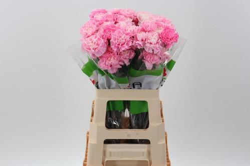 Dianthus standaard kleurbehandeld H%