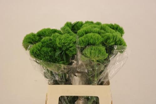 Dianthus barbatus Kiwi Mellow