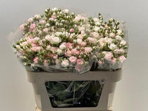 Rosa tros Kate-Lynn