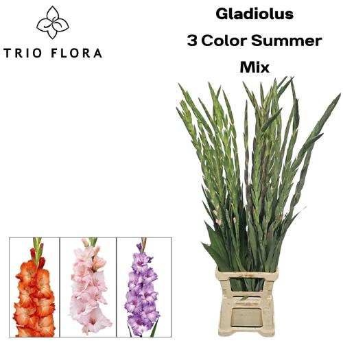 Gladiolus grootbloemig gemengd in fust