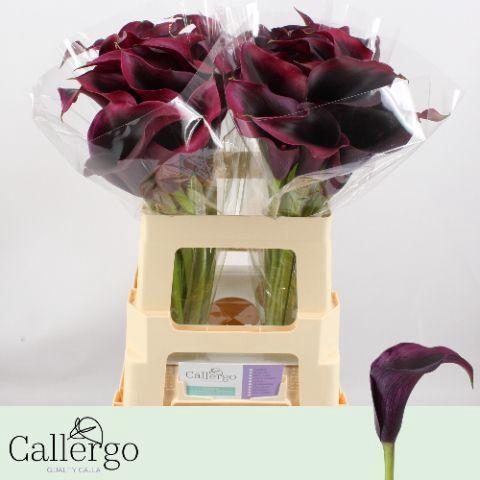 Zantedeschia 'Rudolph'