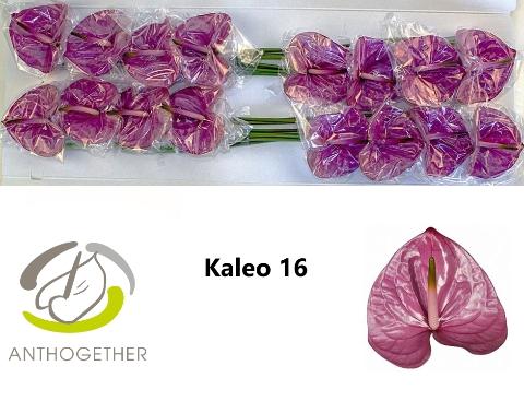 Anthurium Andreanum Grp Kaleo
