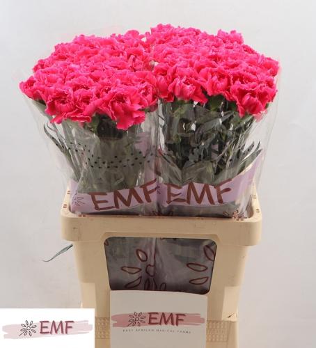 Dianthus standaard Cherry Damascus+