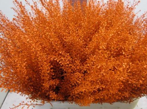 Lepidium kleurbehandeld H%