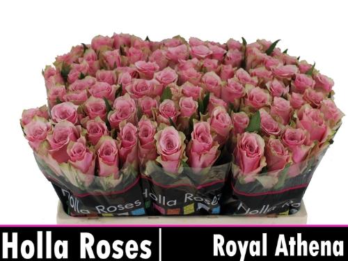 Rosa grootbloemig Athena Royale