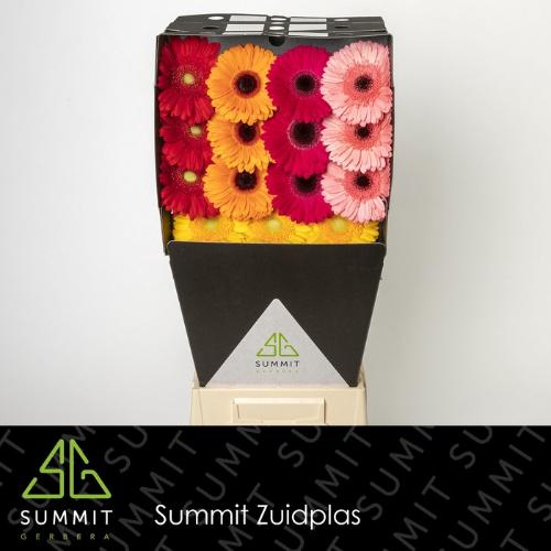 Gerbera grootbloemig gemengd