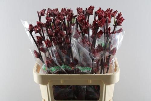 Hibiscus trionum 'Eden Red'