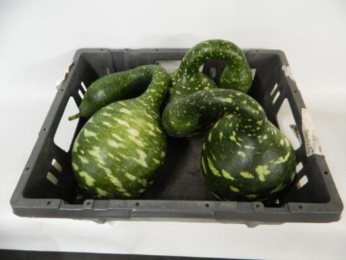 Cucurbita