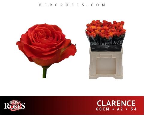 Rosa grootbloemig Clarence+