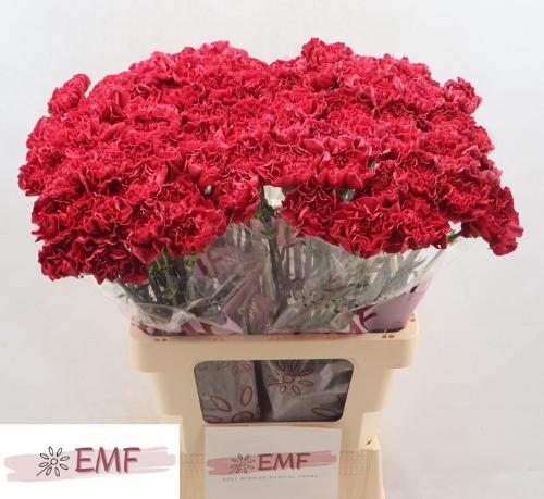 Dianthus standaard Lucia+