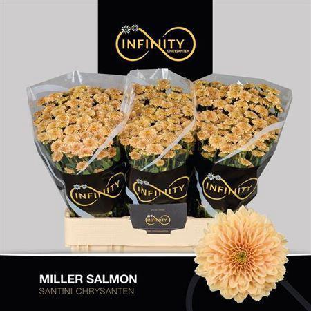 Chrysanthemum (Indicum Grp) tros santini Miller Salmon