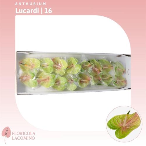 Anthurium Andreanum Grp Lucardi