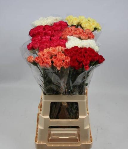 Dianthus standaard gemengd