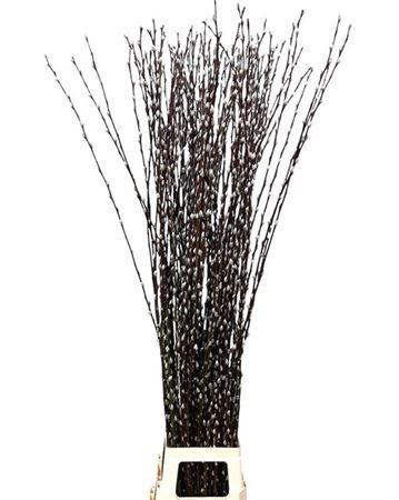 Salix Wilgenkatjes