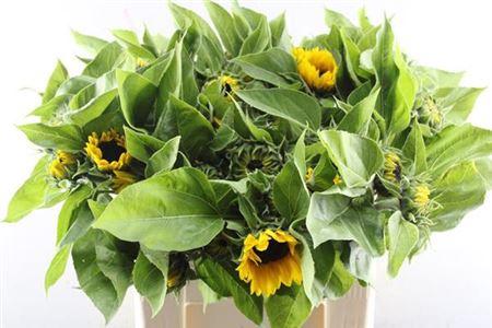 Helianthus annuus 'Sunrich Orange'