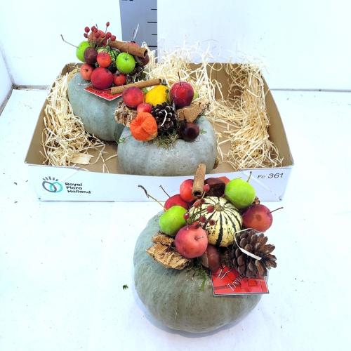 Cucurbita overig