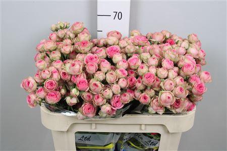 Rosa tros Super Sensation
