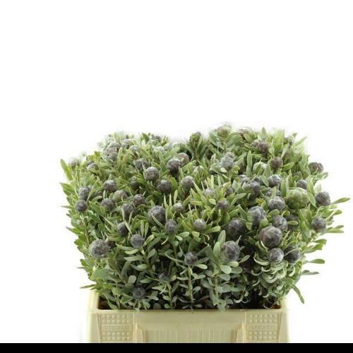 Leucadendron pubescens