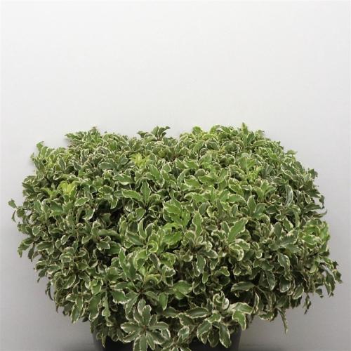 Pittosporum per bos