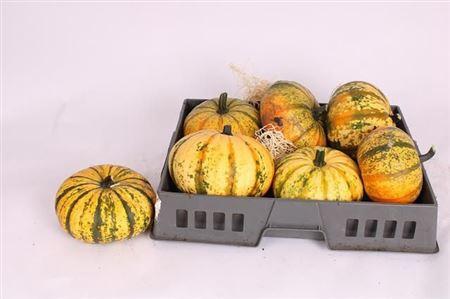 Cucurbita overig