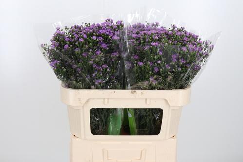Aster (Novi-belgii Grp) Teeny Tiny Pink