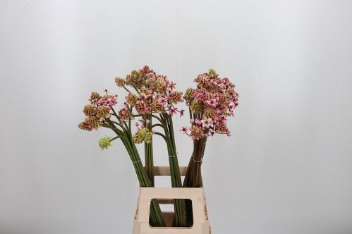 Ornithogalum saundersiae kleurbehandeld H%